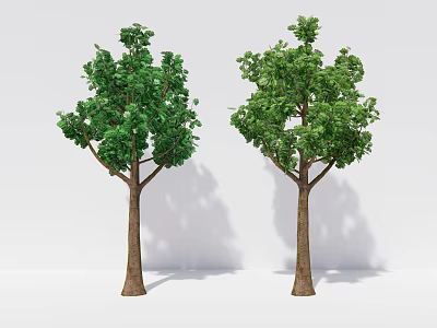 Two Trees With Green Leaves Brown Trunks And Shadows Against White Background 3d model