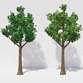 Two Trees With Green Leaves Brown Trunks And Shadows Against White Background 3d model