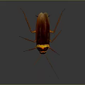 Brown Cockroach With Yellow Striped Head And Long Antennae On Gray Background