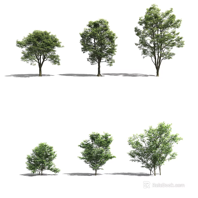 Diverse Arbor Trees With Different Crown Shapes Green Foliage And Trunk Structures 3d model