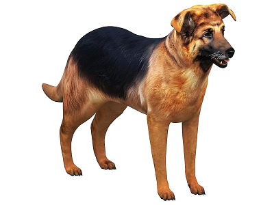 Brown And Black German Shepherd Dog Standing In White Background 3d model