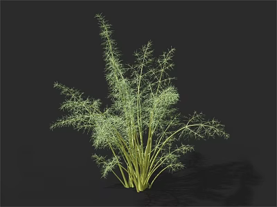 Fresh Green Fennel Plant With Feathery Leaves And Stalks Isolated On Black Background 3d model