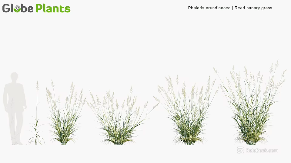 Phalaris Arundinacea Reed Canary Grass Clumps With Green Foliage And Feathery Flower Plumes 3d model 