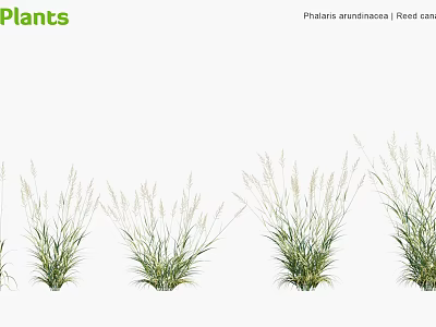 Phalaris Arundinacea Reed Canary Grass Clumps With Green Foliage And Feathery Flower Plumes 3d model
