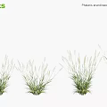 Phalaris Arundinacea Reed Canary Grass Clumps With Green Foliage And Feathery Flower Plumes