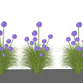 Decorative Plant Combination With Purple Round Flowers And Green Grass Like Leaves