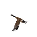 Wild geese flying birds flying birds geese wild goose south flying wild goose duck big gray goose animal animation 2016170483 3d model