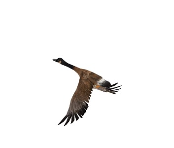 Wild geese flying birds flying birds geese wild goose south flying wild goose duck big gray goose animal animation 2016170483 3d model