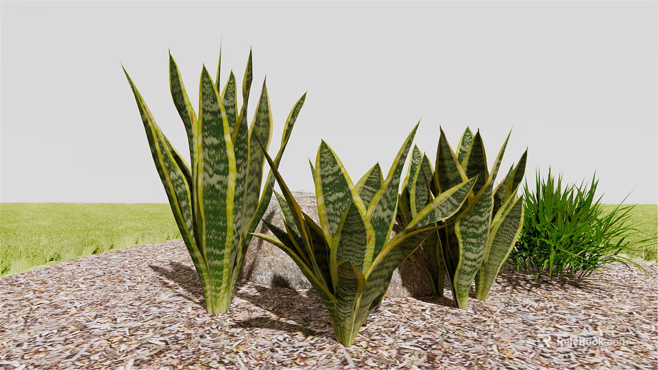 Snake Plants With Green Striped Leaves Growing In Wood Chips Garden 3d model 