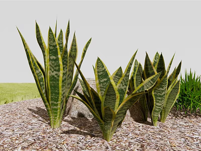 Snake Plants With Green Striped Leaves Growing In Wood Chips Garden 3d model