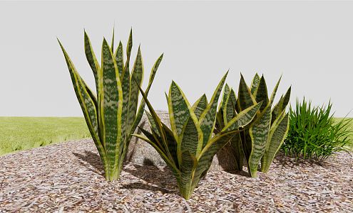 Modern tiger skin orchid tiger tail orchid 3d model