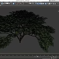 Lush Green Arbor Trees With Dense Foliage And Spreading Canopy 3d model