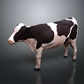 Black and white spotted cow standing on gray background with reflection 3d model
