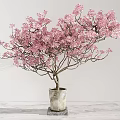 Bonsai Potted Plant With Pink Flowers And Spreading Branches In Ceramic Pot
