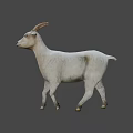 White Goat with Curved Horns Standing on Gray Background