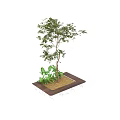 Arbor In Square Planter With White Base Wooden Edge Soil And Green Small Plants