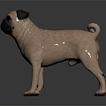 Realistic Light Brown Pug Dog Standing On Dark Smooth Surface Render