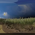 Golden Wheat Field Under Blue Sky With Fluffy White Clouds Scenic View
