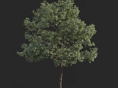 Tall Green Arbor With Lush Foliage And Brown Tree Trunk 3d model
