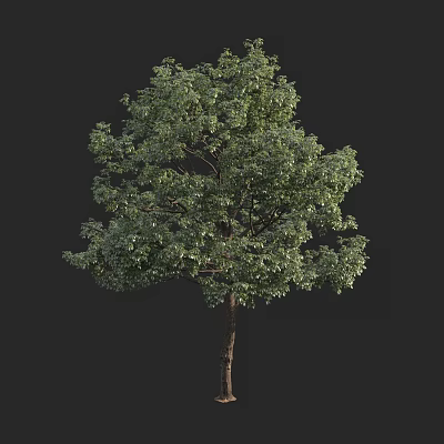 Tall Green Arbor With Lush Foliage And Brown Tree Trunk 3d model