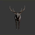 Realistic 3D Model of Elk With Large Antlers and White Brown Body