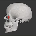 Medical Device For Ophthalmic Training Using Realistic Skull Model With Eye Components 3d model