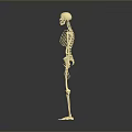 Realistic Golden Human Skeleton Anatomical Model Full Body Standing On Gray Background