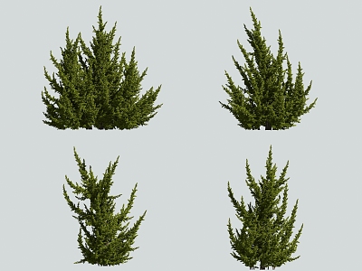 tree juniper cypress pine 3d model