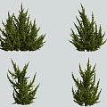 tree juniper cypress pine 3d model