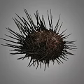 Close Up View Of Brown Sea Urchin With Sharp Black Spines Isolated On Gray Background