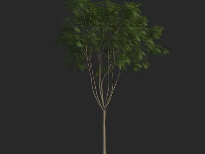 Tall Arbor With Lush Green Foliage And Multiple Branches On Dark Background 3d model