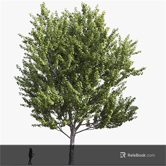 Lush Green Arbor With Dense Foliage And Strong Trunk Natural Look 3d model 