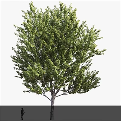 Lush Green Arbor With Dense Foliage And Strong Trunk Natural Look 3d model