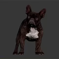 Brindle Brown French Bulldog With White Chest Standing On Dark Glossy Surface And Gray Background