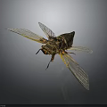 Cicada With Transparent Wings Yellow Veins And Brown Body Detailed Macro View