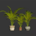 Three Green Palm Plants in Different Ceramic Pots on Dark Surface 3d model