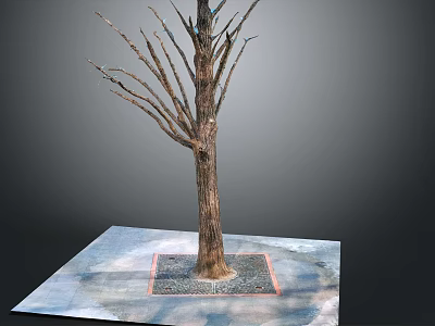Bare Branched Leafless Tree With Thick Trunk Standing On Square Soil Base Over Light Platform 3d model