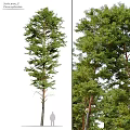 Garden Landscape Features Showcasing Single And Multiple Green Trees With Lush Foliage