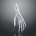 Detailed White Skeleton Hand Sculpture with Anatomical Bone Structure and Smooth Surface Details