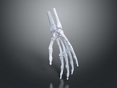 Detailed White Skeleton Hand Sculpture with Anatomical Bone Structure and Smooth Surface Details 3d model