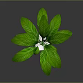 Peace Lily Indoor Plant With Green Leaves White Flower And Square Ceramic Pot