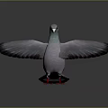 Gray Pigeon with Green Neck Red Feet and Spread Wings on Reflective Surface