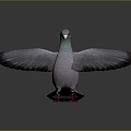 Modern pigeon food pigeon play pigeon 3d model