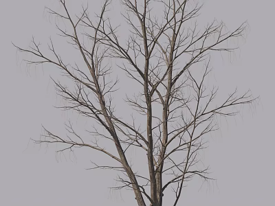Tall Leafless Tree With Bare Branches Against Gray Sky Background 3d model