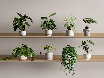 Various Green Leaf Potted Plants Arranged On Wooden Shelves With White Pots 3d model