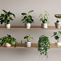 Various Green Leaf Potted Plants Arranged On Wooden Shelves With White Pots