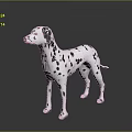 Dalmatian Dog With Black And White Spots In Standing Pose On Smooth Surface