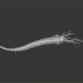 Transparent White Sea Creature With Long Tentacles And Spiny Body On Dark Surface