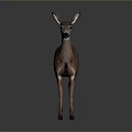 Brown Deer Standing On Gray Background With Realistic Fur And Reflections 3d model