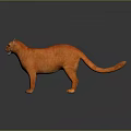 Orange Cat Standing On Gray Surface With Reflection In Studio Setting